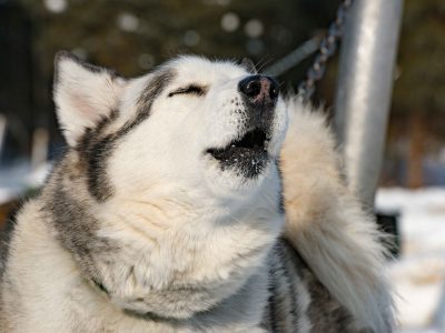 Siberian Husky sled dog at Chena Hot Springs near Fairbanks, Alaska lets her voice be heard