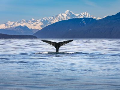 Scenic Alaskan landscape with a whale tail in the foreground