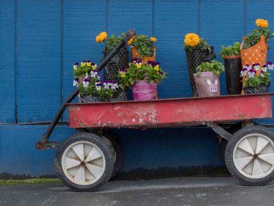 A bright blue wall serves as a backdrop for a colorful attention getter. The little red wagon filled with flowers in pots and rubber boots sits outside a tourist shop in Seward, Alaska.
