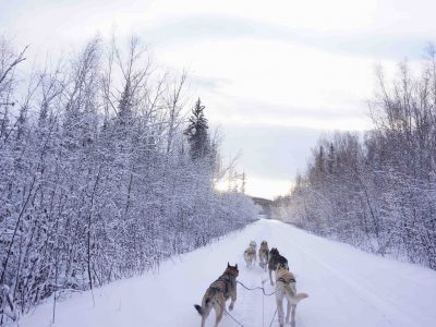 Dog sledding in a forest covered by a lot of snows in Fairbanks, Alaska